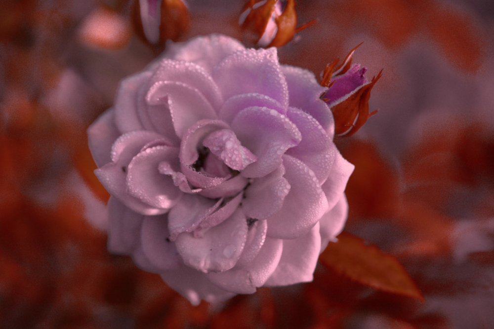 Collagen can calm inflammation, while chamomile flower, lemon balm leaf, passion flower, hops, and valerian root extract alleviate stress